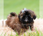 Small #2 Shih Tzu