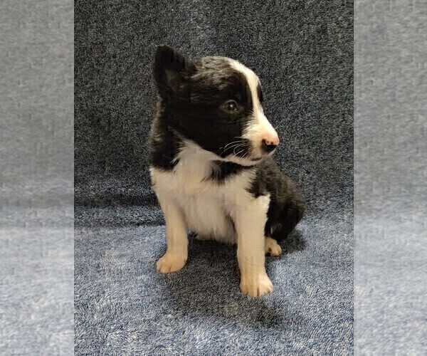Medium Photo #26 Border Collie Puppy For Sale in NORBORNE, MO, USA