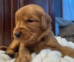 Small #8 Golden Retriever
