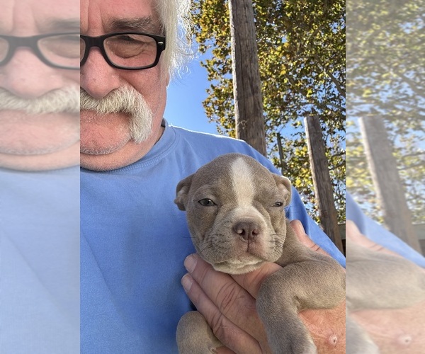 Medium Photo #19 Boston Terrier Puppy For Sale in ATWOOD, OK, USA