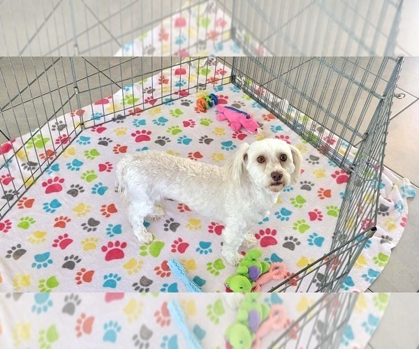 Medium Photo #14 Havanese Puppy For Sale in ORO VALLEY, AZ, USA