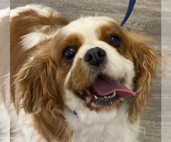 Medium Photo #3 Cavalier King Charles Spaniel Puppy For Sale in Westminster, MD, USA