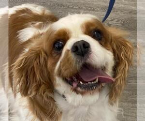 Penny - Female Cavalier King Charles Spaniel Dog for Adoption - Photo #3