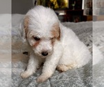 Small Photo #57 Goldendoodle (Miniature) Puppy For Sale in PENSACOLA, FL, USA