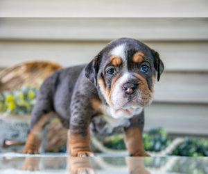Medium Beabull