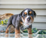Puppy Sable Beabull