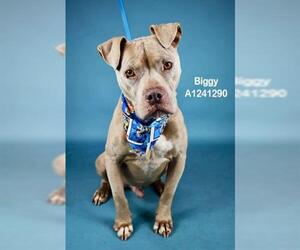 Mutt Dogs for adoption in Bakersfield, CA, USA