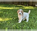Small Photo #7 Goldendoodle (Miniature) Puppy For Sale in KEWASKUM, WI, USA