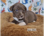 Small #1 Labrador Retriever Mix