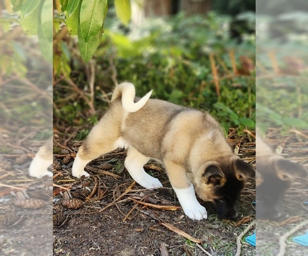 Medium Photo #5 Akita Puppy For Sale in LAKEBAY, WA, USA