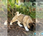Small Photo #5 Akita Puppy For Sale in LAKEBAY, WA, USA