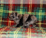 Small #3 Poodle (Toy)