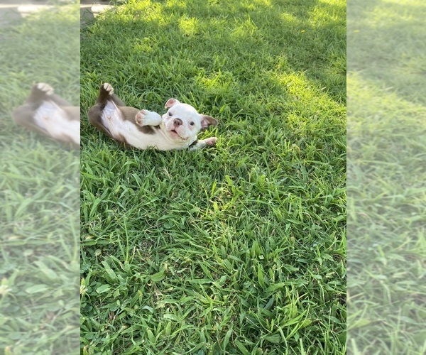 Medium Photo #5 Boston Terrier Puppy For Sale in FREDONIA, KS, USA