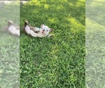 Small #4 Boston Terrier