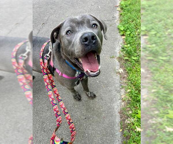 Medium Photo #4 American Pit Bull Terrier-Labrador Retriever Mix Puppy For Sale in Louisville, KY, USA