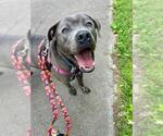 Small #3 American Pit Bull Terrier-Labrador Retriever Mix