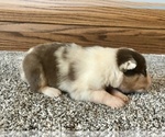 Small Photo #8 Australian Shepherd Puppy For Sale in LODA, IL, USA