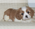 Small Photo #5 Cavalier King Charles Spaniel Puppy For Sale in SAINT MARYS, KS, USA