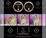 Small Photo #86 Maltipoo (Toy) Puppy For Sale in WARSAW, IN, USA