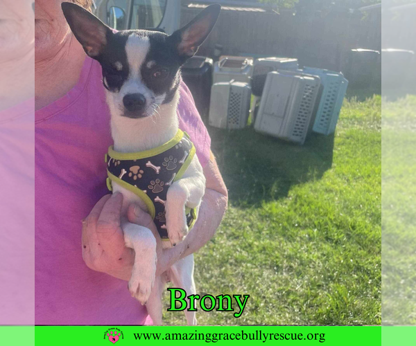 Medium Photo #1 Chihuahua-Unknown Mix Puppy For Sale in Pensacola, FL, USA