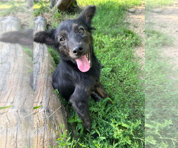 Medium Photo #3 Mutt Puppy For Sale in Claremore, OK, USA