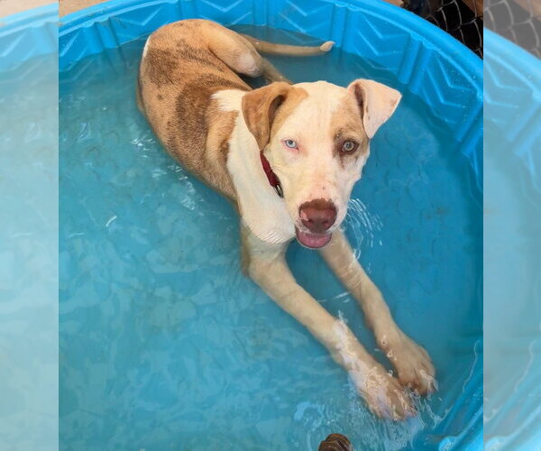 Medium Photo #2 Mutt Puppy For Sale in Canton, CT, USA