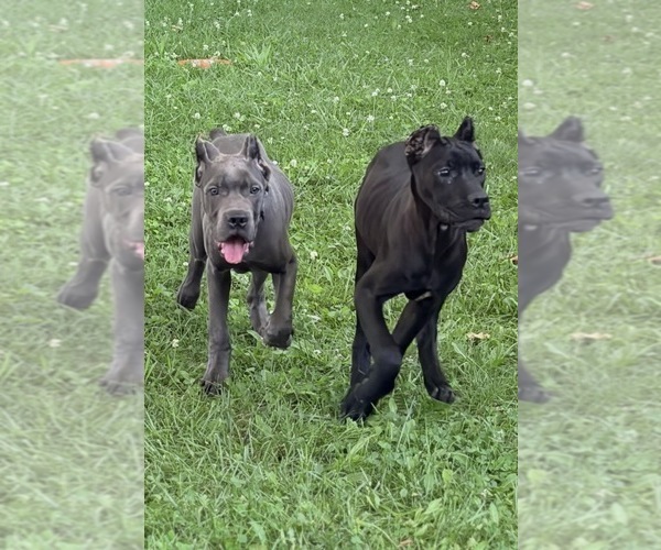 Medium Photo #8 Cane Corso Puppy For Sale in ANDERSON, IN, USA