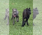 Small #7 Cane Corso