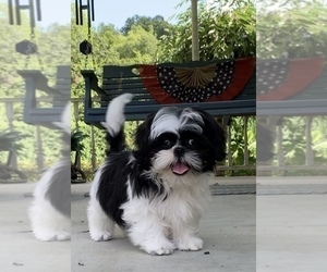 Shih Tzu Puppy for sale in BEAVER, OH, USA