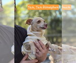 Honey - Female Australian Shepherd-Chihuahua Mix Dog for Adoption - Small photo