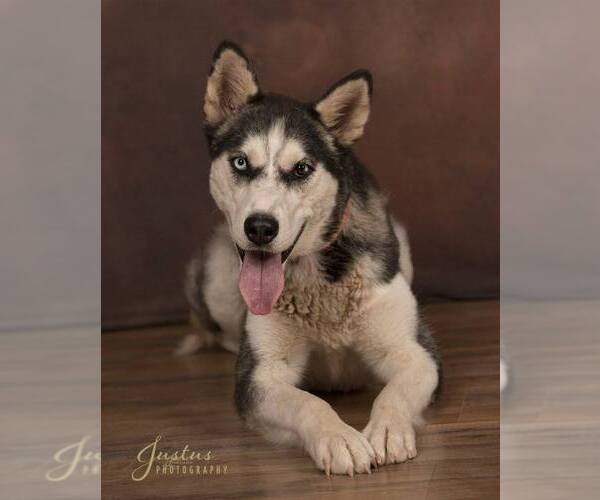 Medium Photo #5 Siberian Husky Puppy For Sale in Randleman , NM, USA