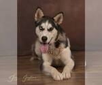 Small #4 Siberian Husky