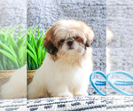 Small Photo #16 Shih Tzu Puppy For Sale in SYRACUSE, IN, USA