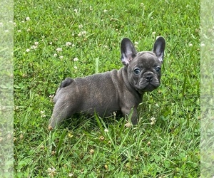 French Bulldog Puppy for sale in LUSBY, MD, USA