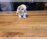 Small Photo #18 Shih Tzu Puppy For Sale in BELLEVILLE, MI, USA