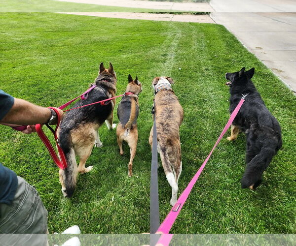 Medium Photo #7 Mutt Puppy For Sale in Gretna, NE, USA