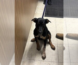 Labrador Retriever Dogs for adoption in Stockton, CA, USA