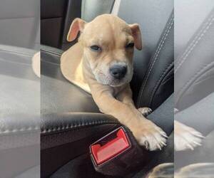 American Bandogge-American Bully Mix Puppy for sale in HAMILTON, NJ, USA