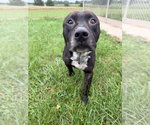 Small Photo #4 American Staffordshire Terrier Puppy For Sale in Pierceton , IN, USA