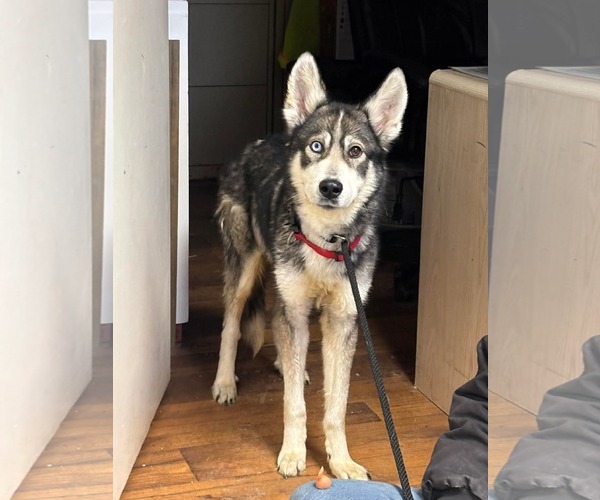 Medium Photo #1 Siberian Husky-Unknown Mix Puppy For Sale in Rustburg, VA, USA