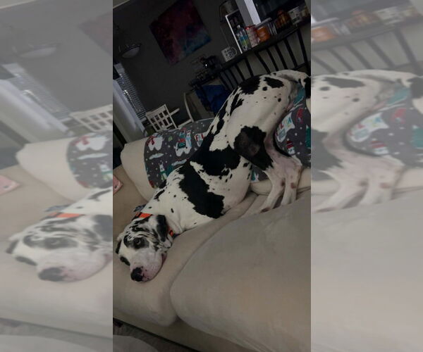 Medium Photo #4 Great Dane Puppy For Sale in Bullard, TX, USA