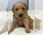Small Photo #1 Goldendoodle Puppy For Sale in VANCOUVER, WA, USA