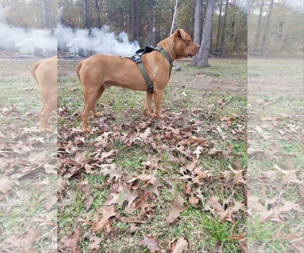 Medium Photo #3 American Pit Bull Terrier-Unknown Mix Puppy For Sale in Shreveport, LA, USA