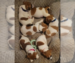 Russell Terrier Puppy for sale in MARSHVILLE, NC, USA