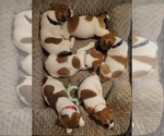 Small Russell Terrier