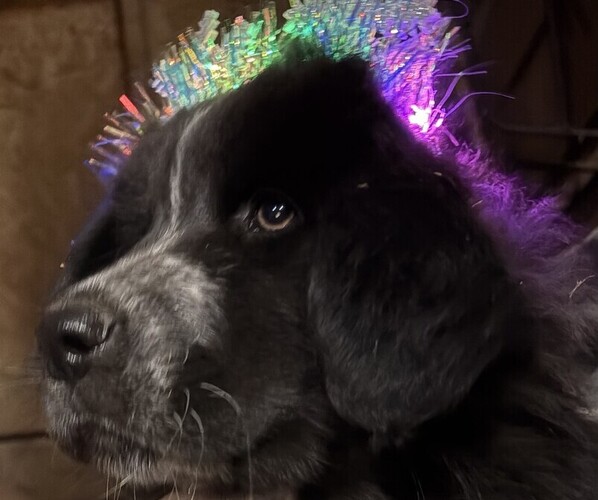 Medium Photo #1 Karakachan Puppy For Sale in WELLSVILLE, OH, USA