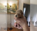 Small Poodle (Toy)
