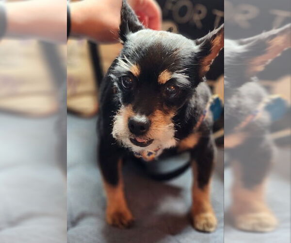 Medium Photo #1 Mutt Puppy For Sale in Fairfax, VA, USA