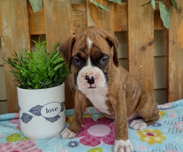 Medium Photo #17 Boxer Puppy For Sale in PORT ROYAL, PA, USA