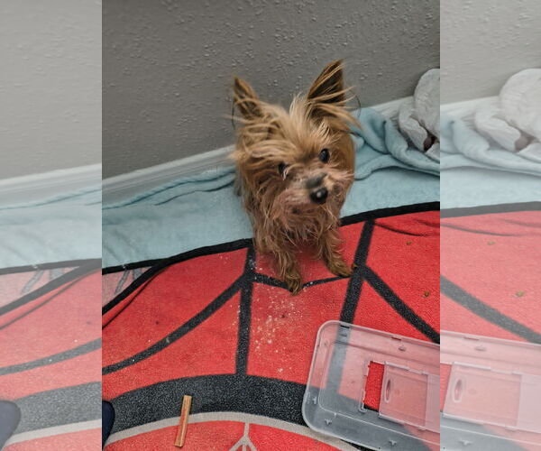 Medium Photo #4 Mutt Puppy For Sale in Spring, TX, USA